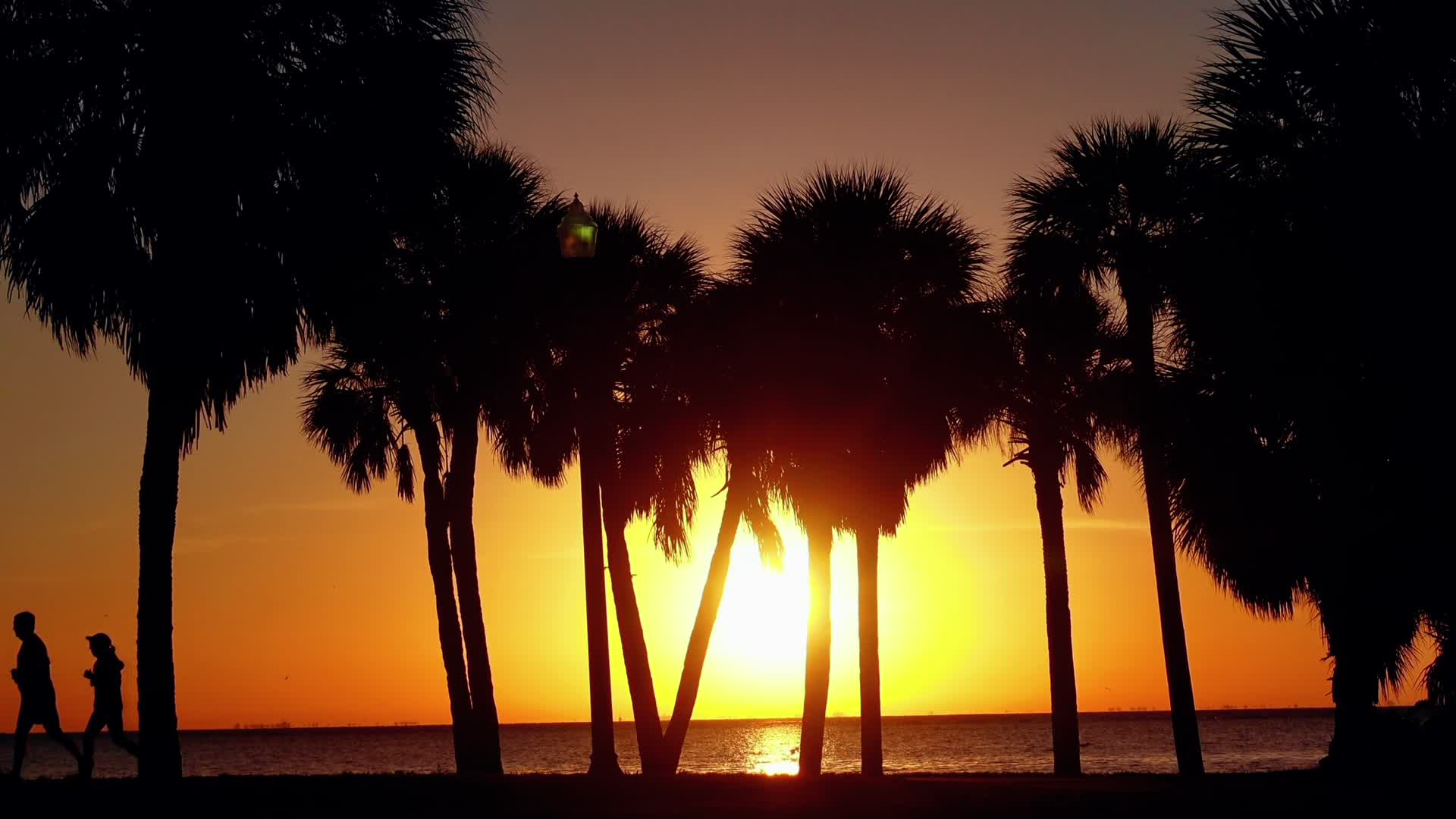 Palm trees at sunset over the water in Southwest Florida, from the Antares Fort Myers campus video.